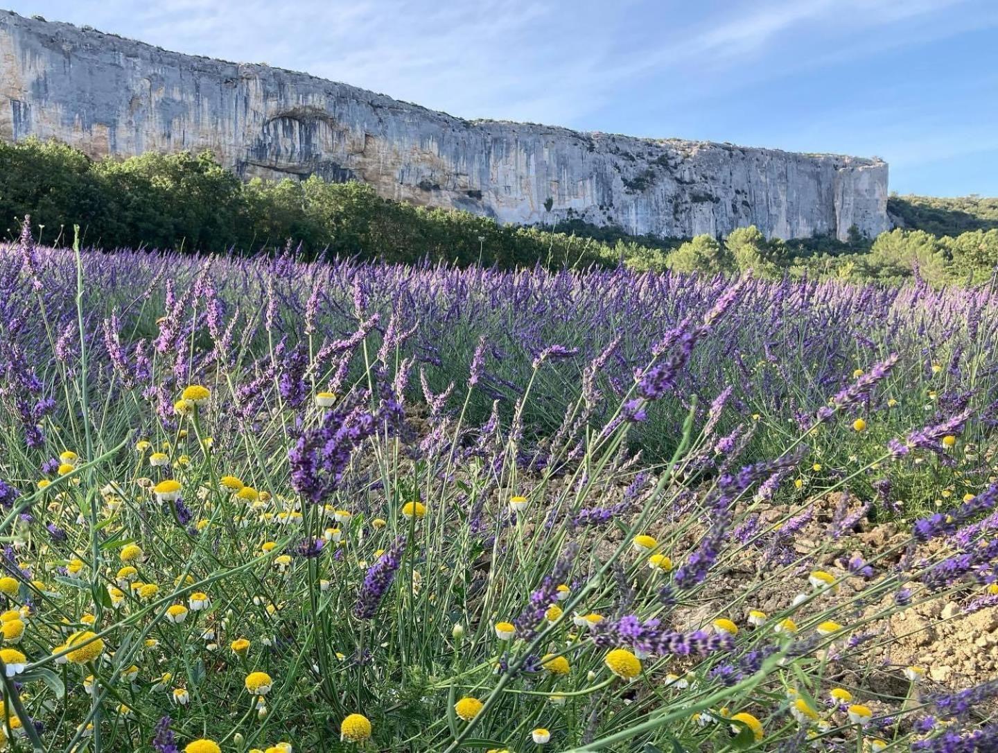 Gite La Madeleine Du Luberon. Lioux Exteriör bild